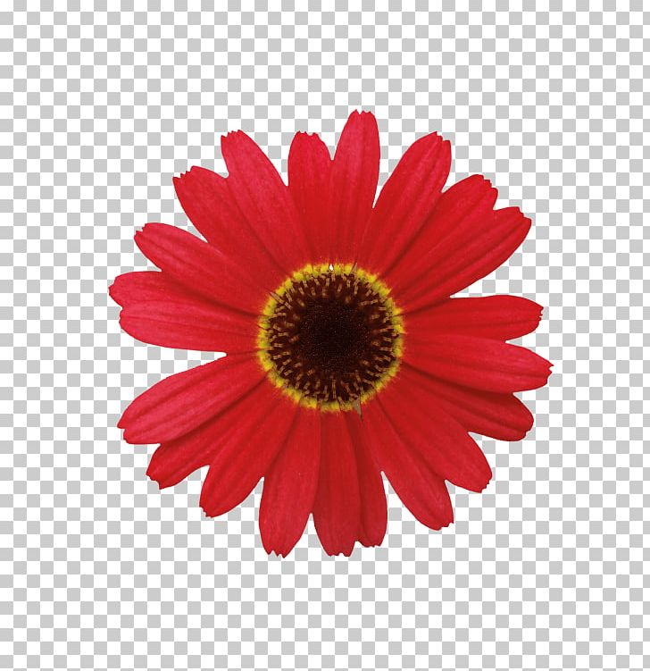 Barberton Daisy Flower Common Daisy PNG, Clipart, Barberton Daisy, Bedding, Blue, Chrysanths, Common Daisy Free PNG Download
