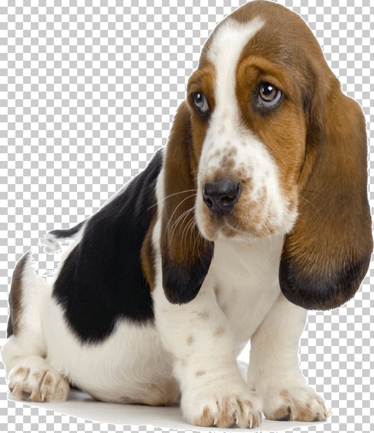 Basset Hound Bloodhound Puppy Bluetick Coonhound Beagle PNG, Clipart, Animals, Basset Artesien Normand, Basset Hound, Beagle, Bloodhound Free PNG Download