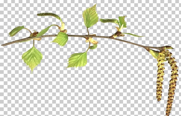 Encapsulated PostScript PNG, Clipart, Body Jewelry, Branch, Catkin, Digital Image, Download Free PNG Download