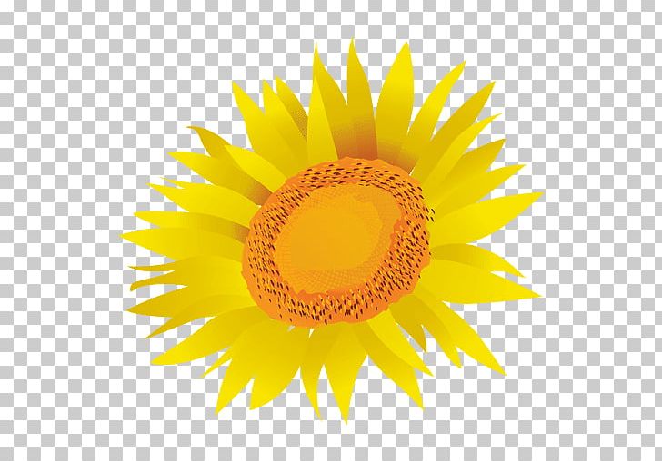 Common Sunflower Drawing PNG, Clipart, Common Sunflower, Daisy Family, Drawing, Flower, Flowering Plant Free PNG Download