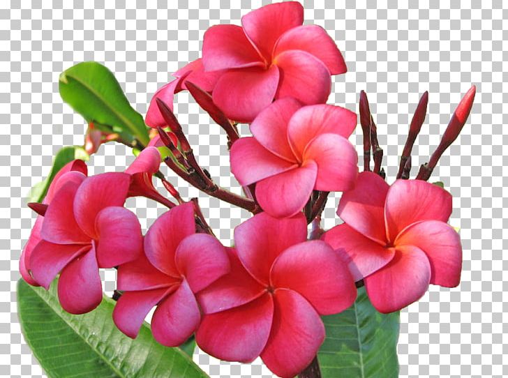 Flower Bouquet Plumeria Rubra PNG, Clipart, Annual Plant, Clip Art, Desktop Wallpaper, Dracaena, Flower Free PNG Download