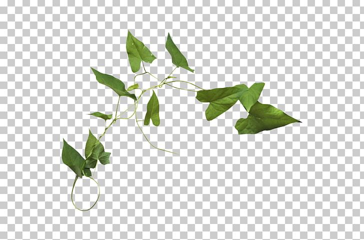 Portable Network Graphics Leaf PNG, Clipart, Branch, Digital Image, Download, Encapsulated Postscript, Flower Free PNG Download