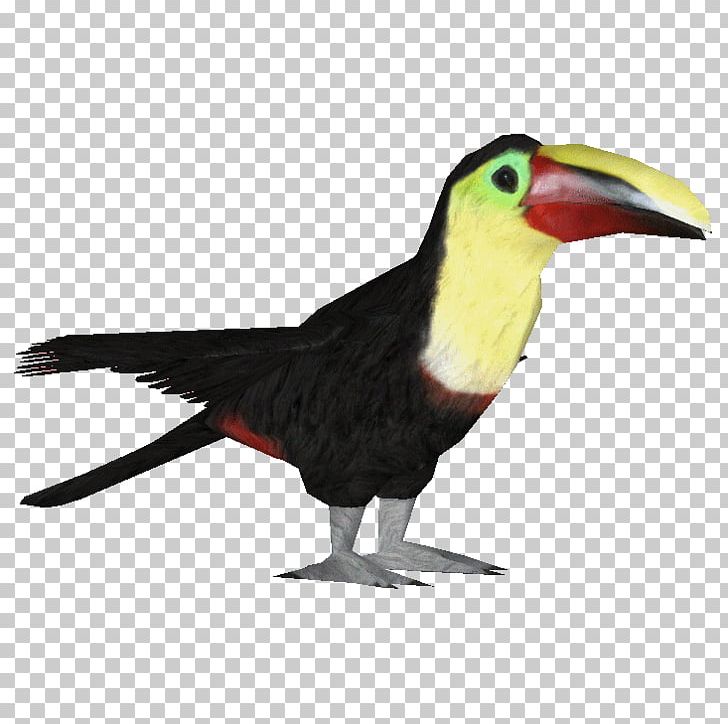 Bird Ramphastos Parrot Woodpecker Owl PNG, Clipart, Animals, Beak, Bird, Chestnutmandibled Toucan, Child Free PNG Download