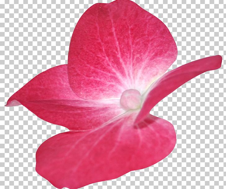 Pink M Close-up PNG, Clipart, Closeup, Flower, Magenta, Others, Petal Free PNG Download