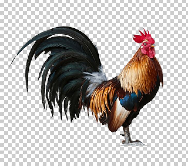 Rooster Chicken Mural Art PNG, Clipart, Animals, Art, Beak, Bird, Chicken Free PNG Download