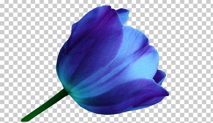 Tulip Blue Flower Color Purple PNG, Clipart, Blue, Cobalt Blue, Color, Drawing, Flower Free PNG Download
