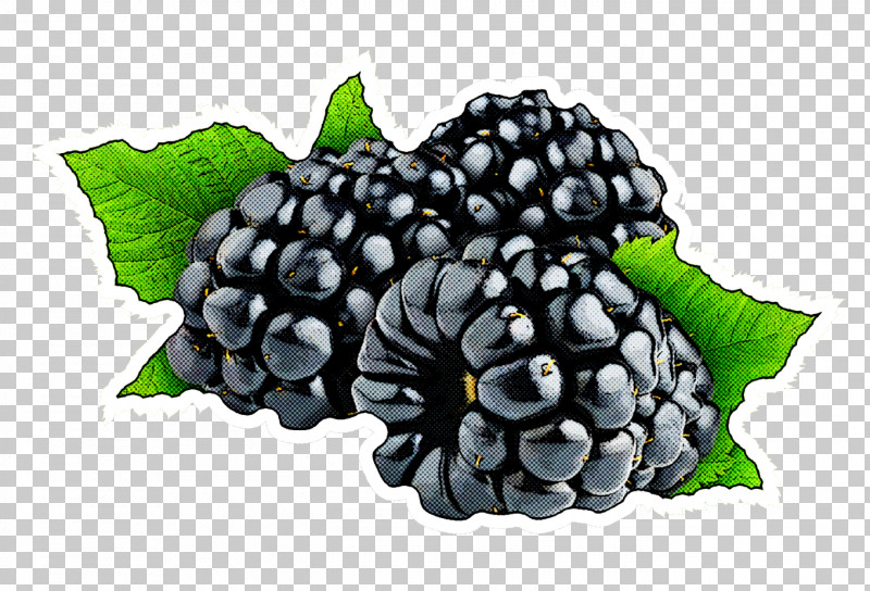 Berry Blackberry Plant Fruit Rubus PNG, Clipart, Berry, Blackberry, Flower, Food, Fruit Free PNG Download