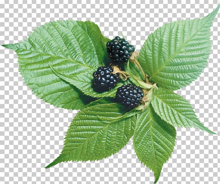 Blackberry Frutti Di Bosco Fruit PNG, Clipart, Bilberry, Blueberry, Bramble, Chokeberry, Computer Icons Free PNG Download