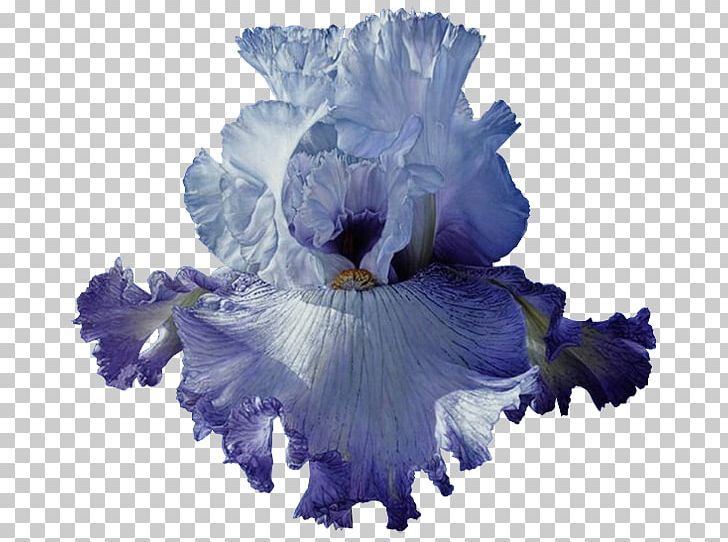 Blue Iris PNG, Clipart, Art, Blue, Cut Flowers, Flower, Flowering Plant Free PNG Download
