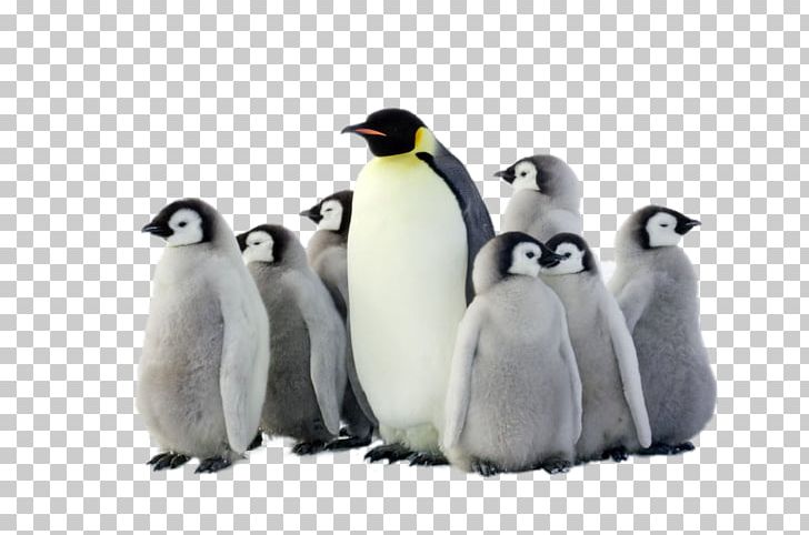 Emperor Penguin Antarctica Bird PNG, Clipart, African Penguin, Animal, Animals, Antarctic, Arctic Free PNG Download