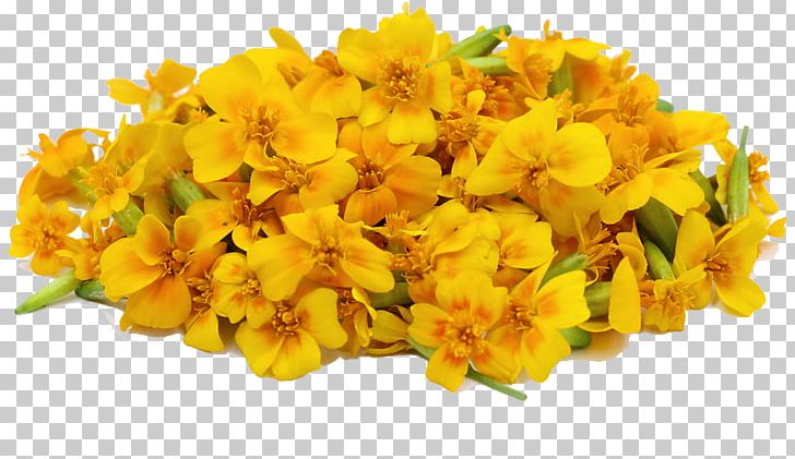 Mexican Marigold Chrysanthemum Tea Calendula Officinalis Cut Flowers PNG, Clipart, Calendula Officinalis, Chrysanthemum Tea, Cut Flowers, Digital Media, Display Resolution Free PNG Download