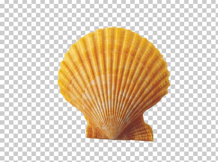 Seashell PNG, Clipart, 3d Computer Graphics, Animals, Clams Oysters Mussels And Scallops, Cockle, Computer Icons Free PNG Download