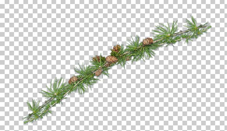 Spruce Fir Pine Larch Evergreen PNG, Clipart, Branch, Christmas, Christmas Ornament, Conifer, Cypress Family Free PNG Download