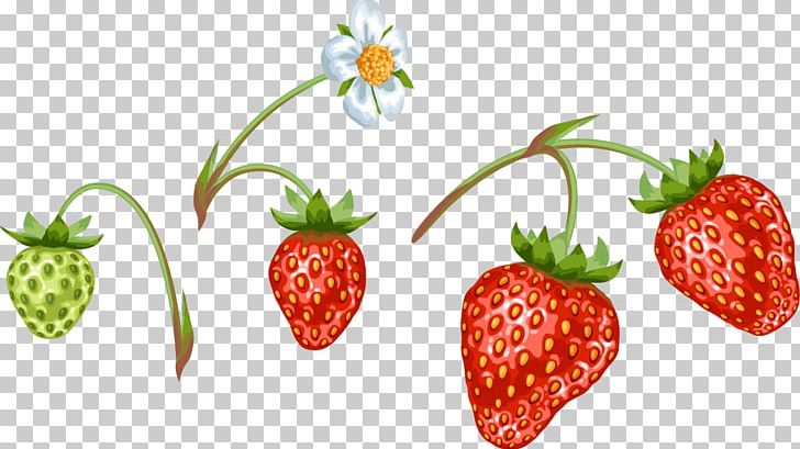 Strawberry Flower Aedmaasikas Food PNG, Clipart, Aedmaasikas, Berry, Decorate, Diet Food, Encapsulated Postscript Free PNG Download