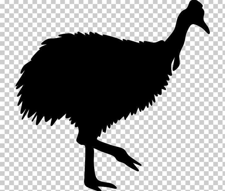 Common Ostrich Galliformes Beak Silhouette PNG, Clipart, Animal, Animals, Beak, Bird, Black And White Free PNG Download