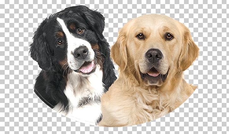 Golden Retriever Bernese Mountain Dog Puppy Labrador Retriever PNG, Clipart, Bernese Mountain Dog, Companion Dog, Dog Breed, Dog Breed Group, Dog Like Mammal Free PNG Download