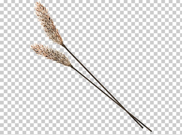 Grasses PNG, Clipart, Adobe Illustrator, Angle, Cartoon Wheat, Download, Encapsulated Postscript Free PNG Download