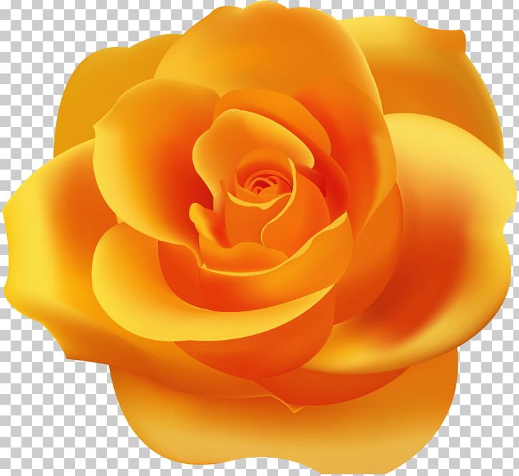 Garden Roses Yellow PNG, Clipart, Beach Rose, Blog, Clip Art, Clipart, Closeup Free PNG Download