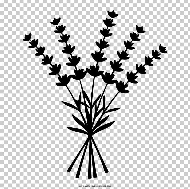 Lavender Drawing PNG, Clipart, Art, Black And White, Branch, Can Stock Photo, Drawing Free PNG Download