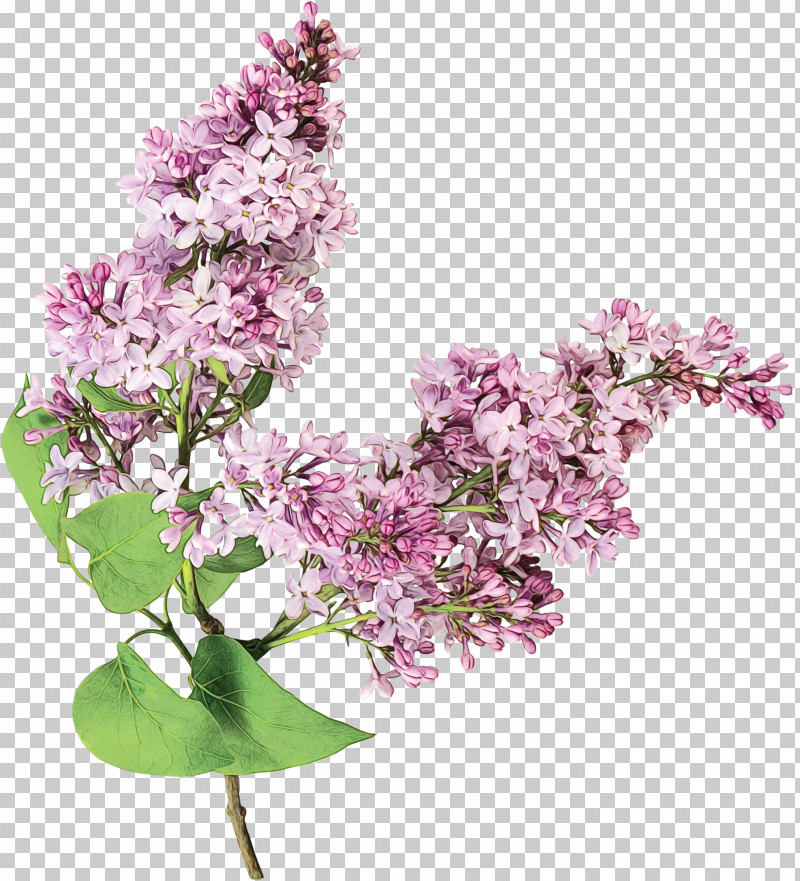 Flower Lilac Plant Lilac Purple PNG, Clipart, Blossom, Branch, Cut Flowers, Flower, Lilac Free PNG Download