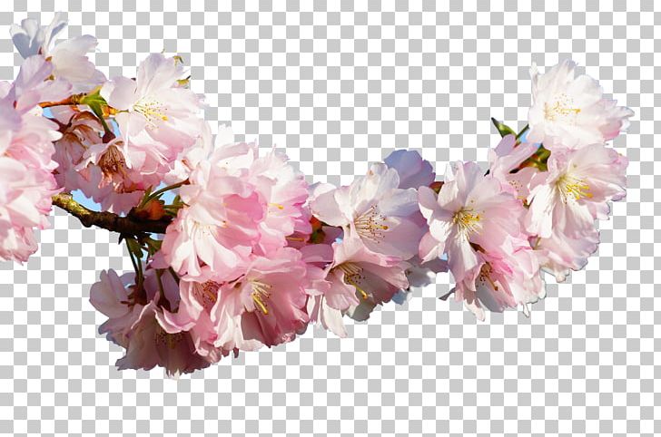 Prunus Serrulata Cherry Blossom Apricot PNG, Clipart, Artificial Flower, Botany, Branch, Cherry, Flower Free PNG Download
