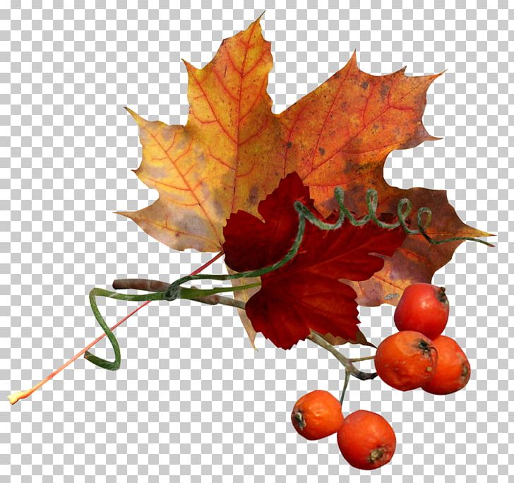 Autumn Flower PNG, Clipart, Autumn, Branch, Flower, Fruit, Leaf Free PNG Download
