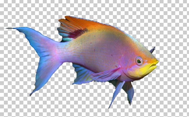 Fish Quiz Tropical Fish Aquarium Lionhead PNG, Clipart,  Free PNG Download