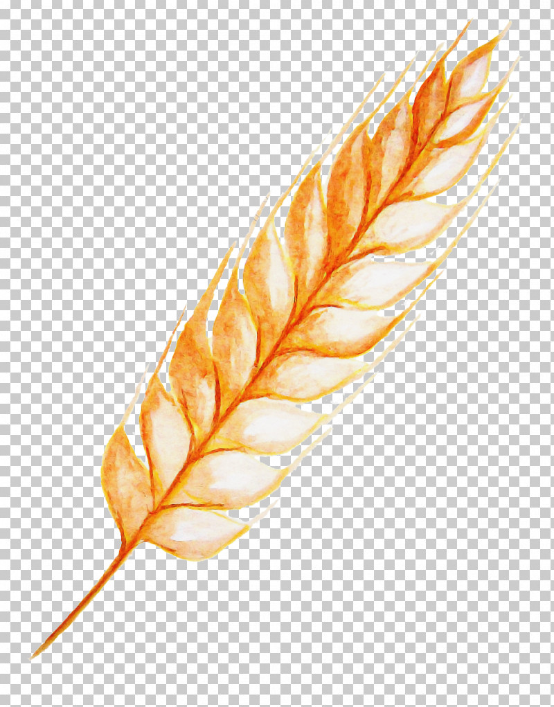 Feather PNG, Clipart, Feather, Grass Family, Natural Material, Plant, Quill Free PNG Download