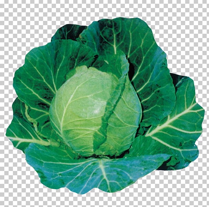Cabbage Leaf Vegetable Spring Greens Collard Greens PNG, Clipart, Cabbage, Collard Greens, Digital Cameras, Food, Green Free PNG Download