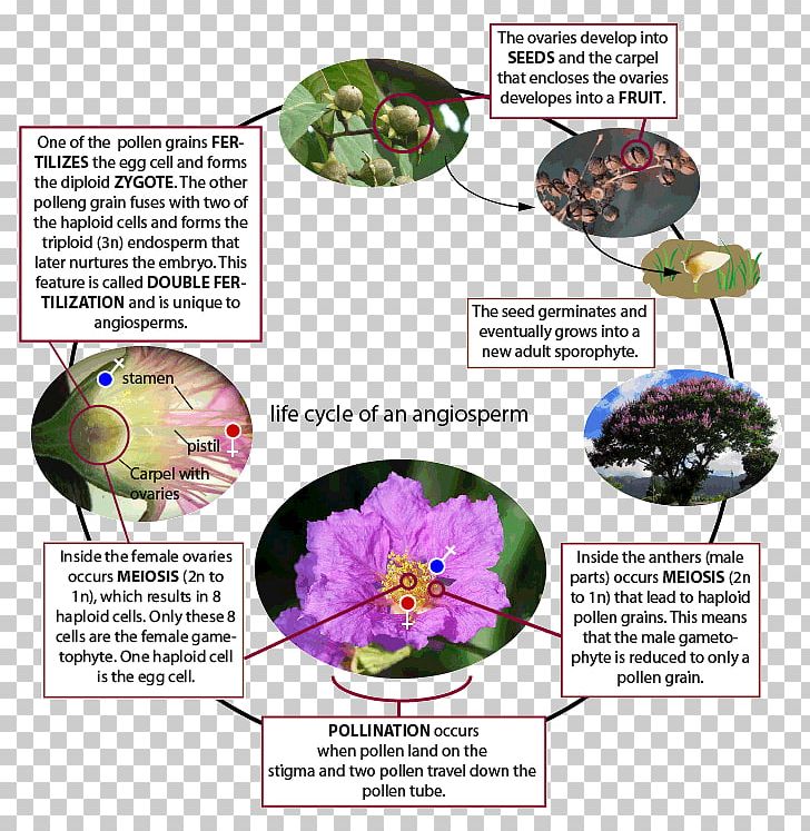 Flowering Plant Water Lily Lilium Rose PNG, Clipart, Biological Life Cycle, Biology, Duckweeds, Flora, Flower Free PNG Download