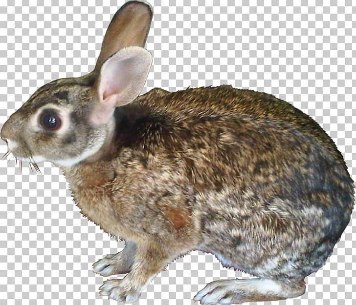 Hare Domestic Rabbit European Rabbit PNG, Clipart, Animal, Animals, Bear, Domestic Rabbit, European Rabbit Free PNG Download