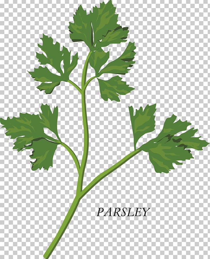 Herb Parsley PNG, Clipart, Aromatic Herbs, Art, Basil, Branch, Chinese Herbs Free PNG Download