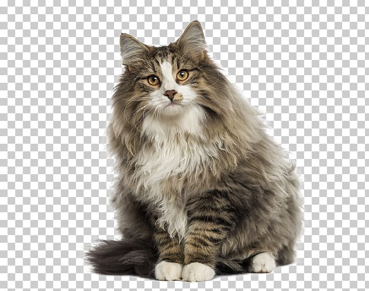 Norwegian Forest Cat British Shorthair Oriental Shorthair Dog Kitten PNG, Clipart, Animals, Carnivoran, Cat Like Mammal, Kurilian Bobtail, Maine Coon Free PNG Download