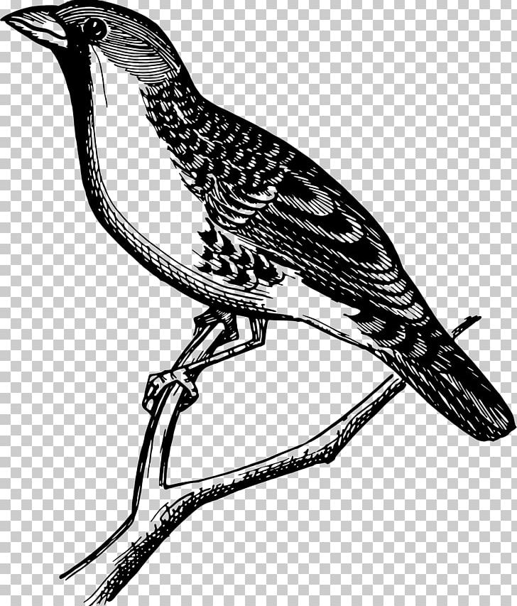 Beak PNG, Clipart, Art, Arts, Beak, Bird, Bird Clipart Free PNG Download