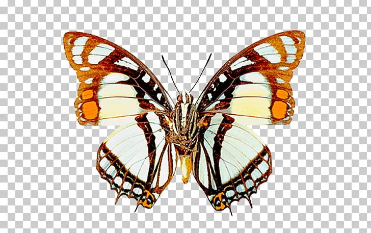 Butterfly Printing Paper Printmaking PNG, Clipart, Art, Arthropod, Brush Footed Butterfly, Butterflies And Moths, Butterfly Free PNG Download