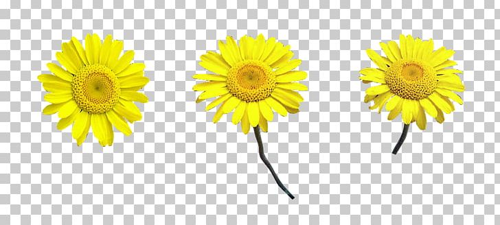 Common Daisy Chrysanthemum Transvaal Daisy Daisy Family Oxeye Daisy PNG, Clipart, Chrysanthemum, Chrysanths, Common Daisy, Cut Flowers, Daisy Free PNG Download