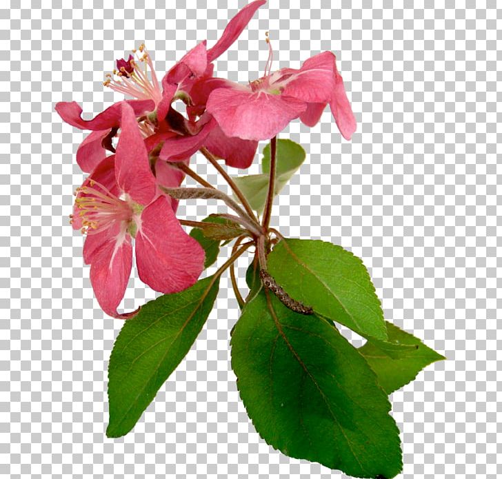 Flower Petal Plant Stem Pink Растительный мир России PNG, Clipart, Blossom, Branch, Flower, Flowering Plant, Long Gallery Free PNG Download