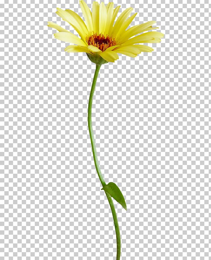 Oxeye Daisy Chrysanthemum Indicum Flower Common Daisy Transvaal Daisy PNG, Clipart, Chrysanthemum, Cut Flowers, Dahlia, Daisy, Daisy Family Free PNG Download