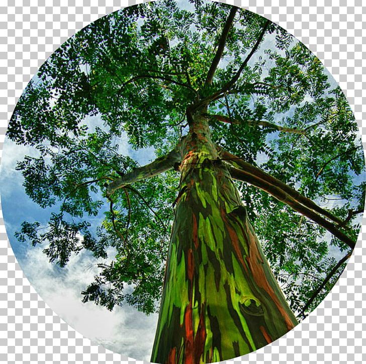 Rainbow Eucalyptus Tree Seed Eucalyptus Camaldulensis Bark PNG, Clipart, Aliexpress, Bark, Branch, Eucalipto, Eucalyptus Camaldulensis Free PNG Download