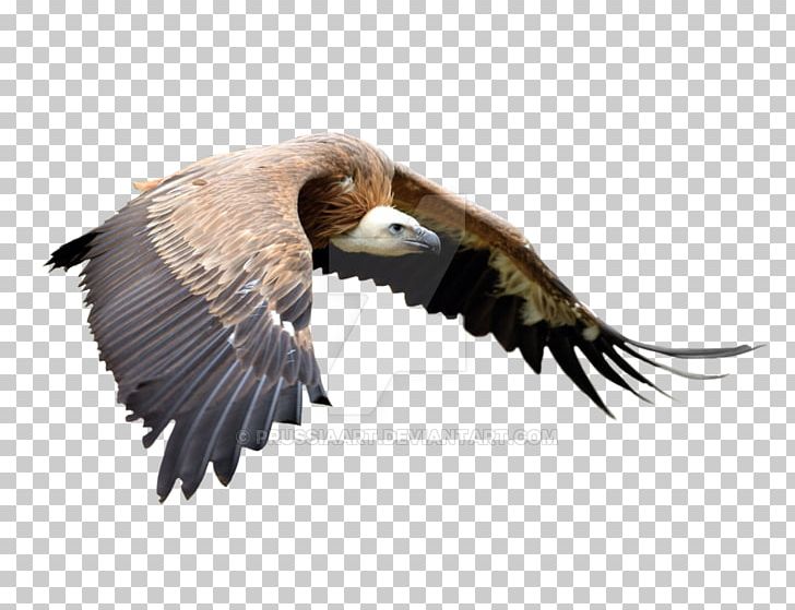 Bald Eagle Bird Of Prey Vulture Beak PNG, Clipart, 1610, Accipitriformes, Animals, Aspect Ratio, Bald Eagle Free PNG Download