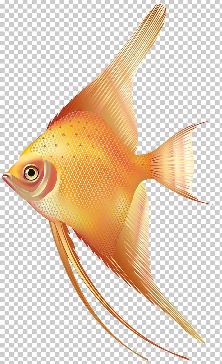 Fish Photography PNG, Clipart, Android, Animals, Camera, Computer Software, Download Free PNG Download