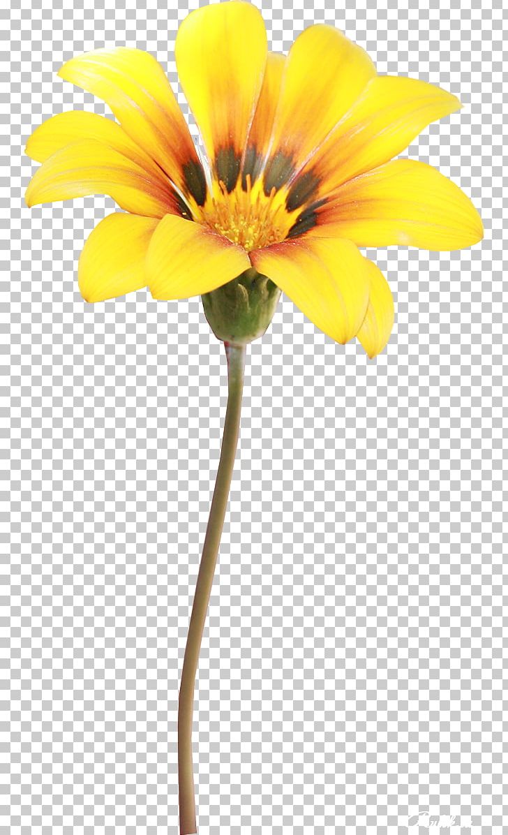 Flower RAR Yellow PNG, Clipart, Archive File, Computer Software, Cut Flowers, Daisy Family, Download Free PNG Download