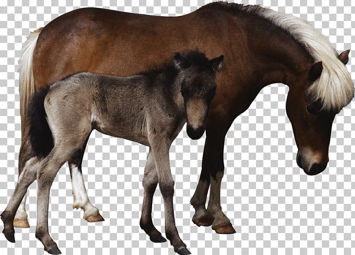 Foal Mare Colt Mustang Stallion PNG, Clipart, Animal, Camel, Colt, Fauna, Foal Free PNG Download