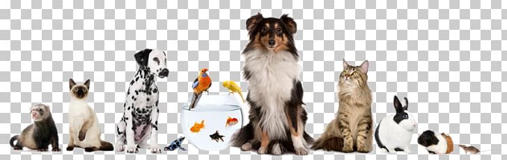 Pet Sitting Dog Cat Domestic Rabbit PNG, Clipart, Ameri, Animal Figure, Animals, Canine Good Citizen, Carnivoran Free PNG Download