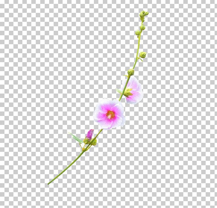 Plant Flower PNG, Clipart, Beautiful, Beautiful Plant, Branch, Euclidean Vector, Flora Free PNG Download