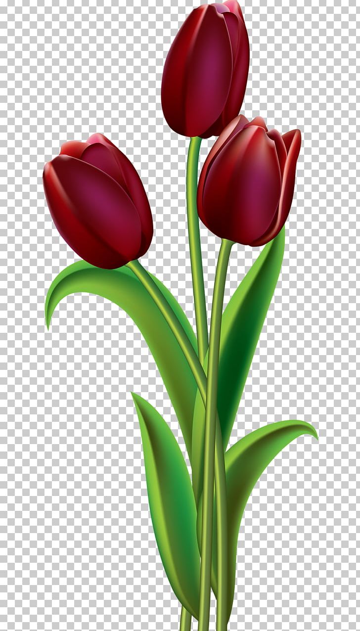 Tulip Flower Open PNG, Clipart, Art, Botanical, Botanical Flowers, Bud, Cut Flowers Free PNG Download