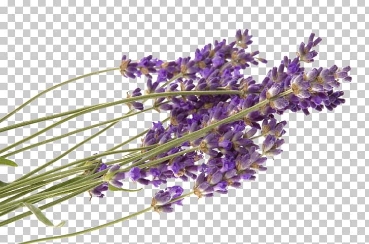United States Lavender Naturopathy Health Therapy PNG, Clipart, Alternative Health Services, Aromatherapy, Branch, English Lavender, Essential Oil Free PNG Download
