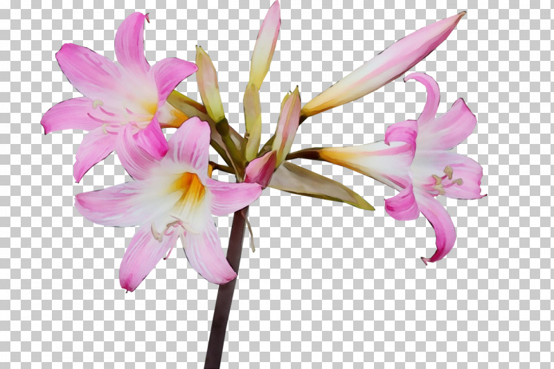 Flower Plant Petal Pink Fawn Lily PNG, Clipart, Amaryllis Belladonna, Amaryllis Family, Cattleya, Crinum, Dendrobium Free PNG Download