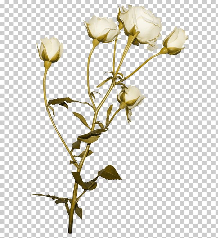 Garden Roses Beach Rose Cut Flowers Rose Garden PNG, Clipart, Beach Rose, Branch, Bud, Cut Flowers, Desktop Wallpaper Free PNG Download