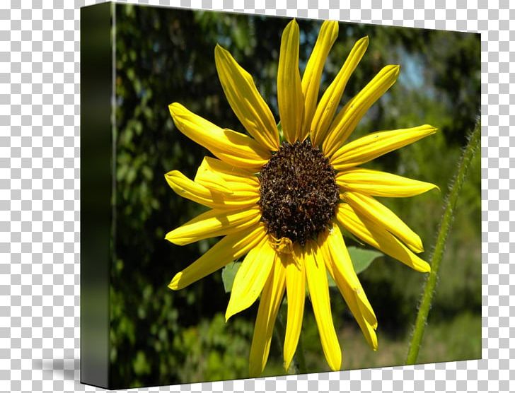 Sunflower Seed Sunflower M Sunflowers Wildflower PNG, Clipart, Black Eyed Susan, Daisy Family, Flora, Flower, Flowering Plant Free PNG Download